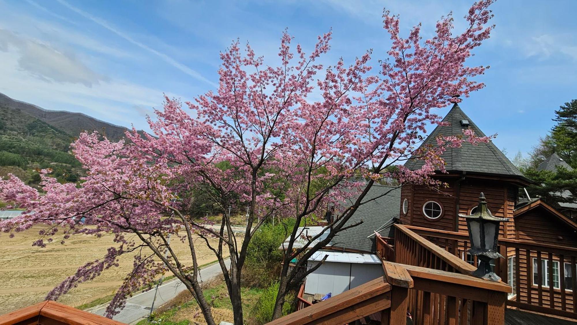 Elf Resort Hotel 平昌郡 エクステリア 写真